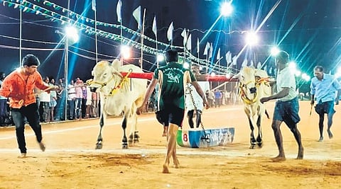 Ongole bulls compete on the first day of the racing event in Narasaraopet. | EXPRESS