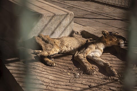 A malnourished lion rests in a zoo in Khartoum, Sudan. (Photo | AP)