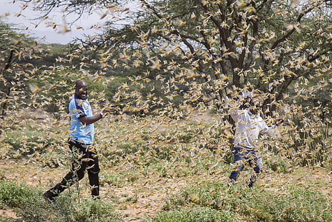 A recent field survey conducted by the South Asia Biotechnology Centre revealed a massive infestation of green leafhoppers, referred to locally as hara tela, in key cotton-growing districts.