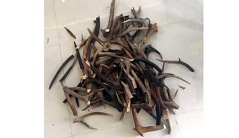 Bid to smuggle antlers foiled, youth arrested