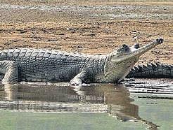MP govt proposal for drawing water from Chambal river turned down by green panel to protect local species