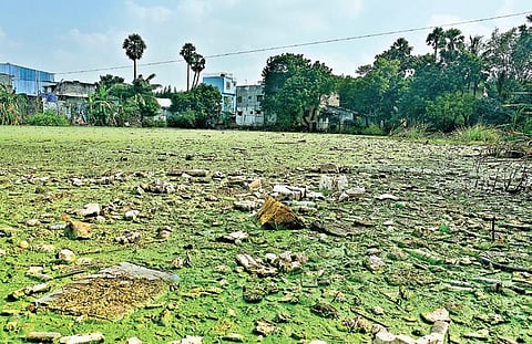 Plastic and garbage dumped in the Kovilambakkam pond makes the water polluted and a breeding ground for insects | Ashwin prasath