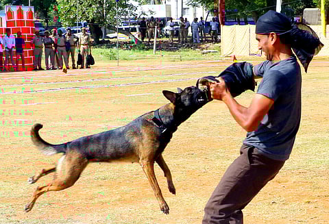 Police dog jumping during Republic Day event on Sunday. (Photo| Madhav K, EPS)