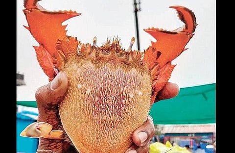 The spanner crab found in Malpe. (Photo| EPS)