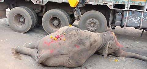 Body of the elephant calf stuck under the wheels of the truck. (Photo | EPS)
