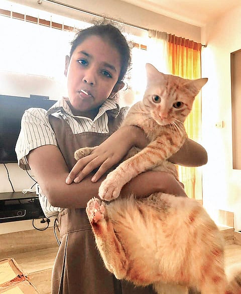 Parenting lessons from cats