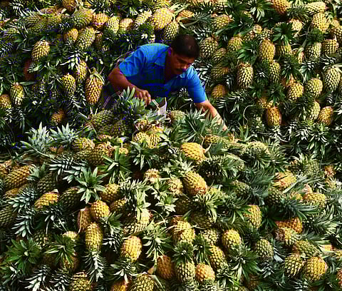 The pineapples from Vazhakulam market have good demand in domestic and national market. (File Photo | EPS)