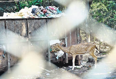 Deer can be seen eating wastes at IIT-Madras in Chennai on Tuesday | Ashwin prasath