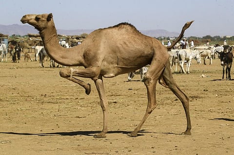 Australian authorities on Wednesday began culling at least 10,000 wild camels whose overwhelming population has endangered communities in the desert region. (Photo | AFP)