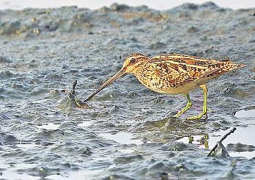 Water bird census in dist on Sunday