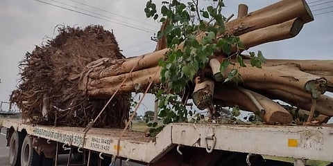 Tirupur: 75-year peepal tree transplanted