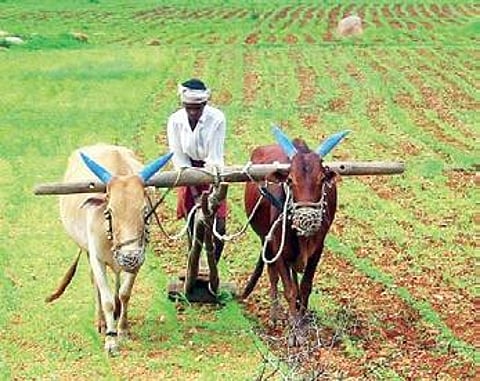 Telangana to dissuade farmers from growing maize