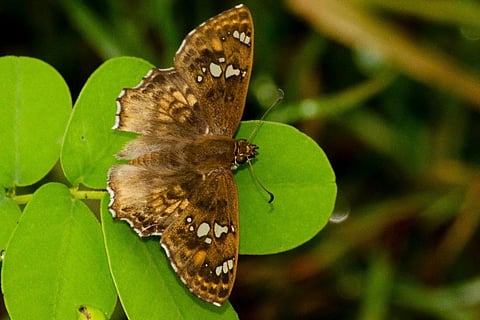 Golden Angle butterfly. (Photo | EPS)