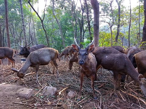 Satya Ranjan Borah, the BJP leader, asked why only beef was being served to the animals when there were other meat options. (Photo | EPS)