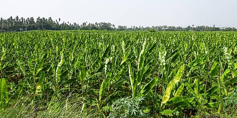 Area under banana cultivation goes up in Tiruchy district