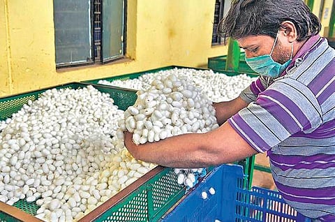 Silk farmer. (Photo| EPS)