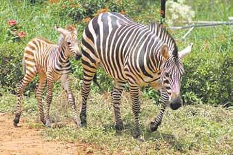 A three-day foal plays with its mother Kaveri, aged about six, at Bengaluru Bannerghatta Biological Park on Thursday