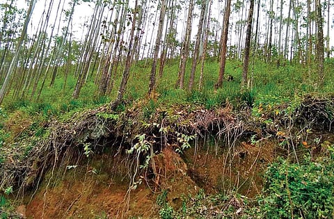 The eucalyptus plantation at Valsappettykudi in Anamudi Shola forest.