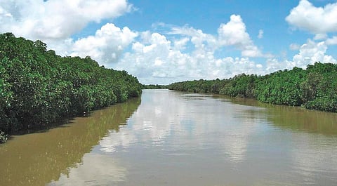 Mangrove forest of Bhitarkanika National Park | Express
