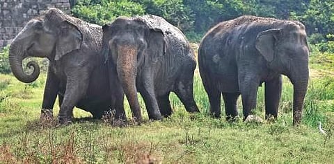 Animals, including celebrity chimpanzee Suzi, at the Nehru Zoo Park in Hyderabad. (Photo | S Senbagapandiyan/EPS)