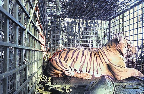 The tigress captured by forest officials near Mullur Gram Panchayat on Tuesday