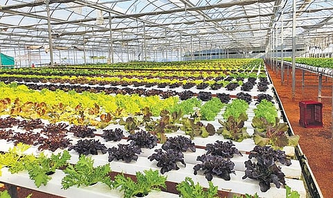 Greens from Simply_Fresh