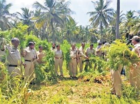 Officials with the uprooted ganja plants at Holalkere on Saturday