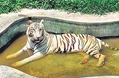 The special focus on the food of these animals was felt when they did not eat the meals given to them on many occasions.