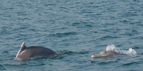 Dolphins at Gahirmatha marine sanctuary. (File Photo | EPS)