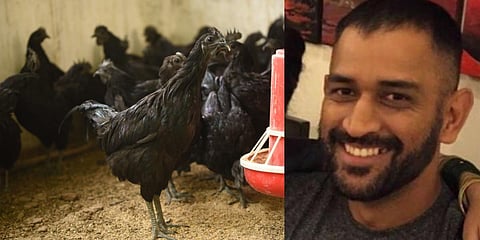 The Black Chicken variety Kadaknath (L) and MS Dhoni (R) (Photo | Sakshi Instagram)