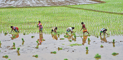 Farm workers planting samba paddy crops at Keelavati village in Tiruchy