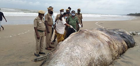 The forest department team inspecting the sperm whale which surfaced at Pazhaiyar near Sirkazhi in Nagapattinam district on Tuesday morning (Photo | Express)