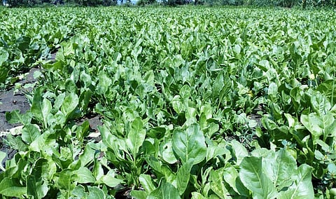 Puthur and Karanampat in Katpadi block in Vellore district are known for the predominant cultivation of green leaves. (Photo | EPS)