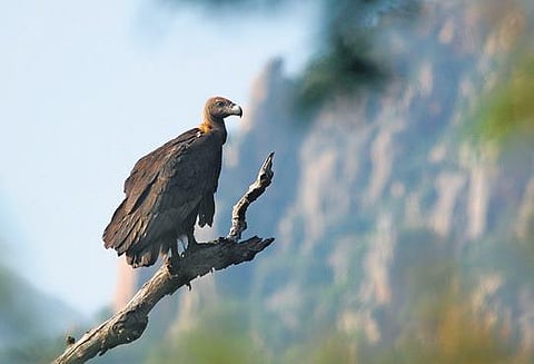 Representational image (File photo| EPS)