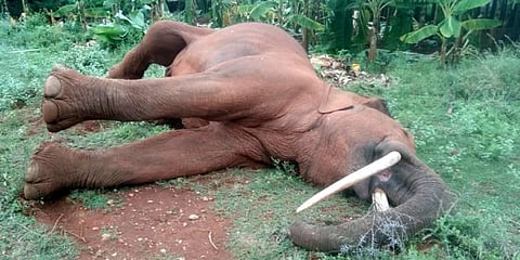 Male elephant electrocuted by illegal electric fence in Sirumugai