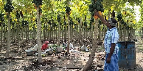 Image of a papaya farmer used for representational purpose. (Photo | EPS)