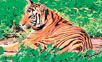 Old, self-healed tigress is Satkosia’s last hope