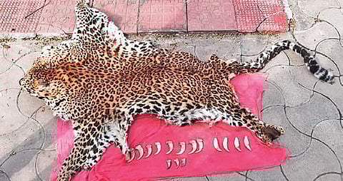 Three arrested with leopard skin in Odisha