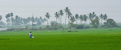 A farmer checks his paddy crops in Panayapuam in Tiruchy on Thursday. (Photo | M. K. Ashok Kumar, EPS)