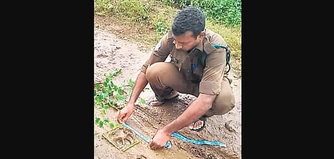 A forest official measures the pug mark of the tiger spotted at Aswapuram mandal