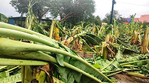 Crops damaged by Cyclone Nivar (Photo | Express)