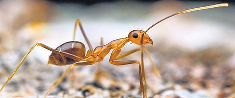 A yellow crazy ant