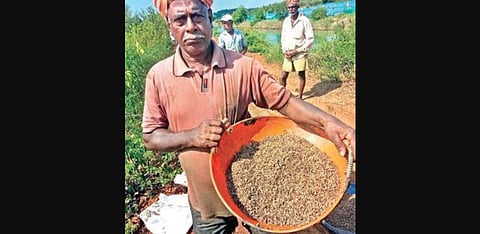The Gajani Kagga paddy variety is unique to the state’s coastal belt
