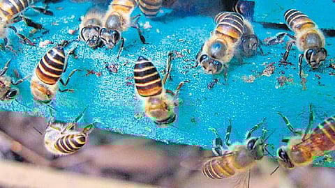 Image of bees used for representational purpose only.