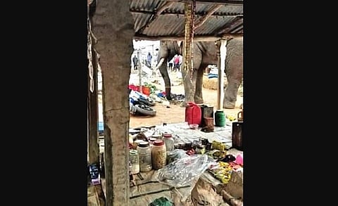 Tusker at weekly market | Express