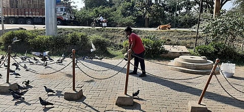72-year-old Dasarath is 'Pigeon man' of Jeypore, here is why!