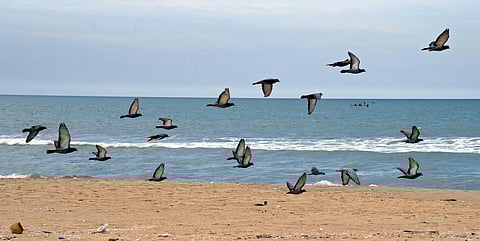Flock of pigeons seen over Chennai's empty Marina Beach amidst Coronavirus pandemic. (Photo | Martin Louis, EPS)
