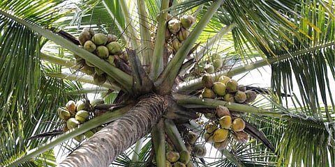 Image of coconut tree used for representational image. (Photo | Arun Angela, EPS)