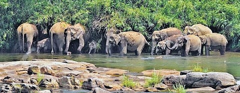 Shivalik Elephant Reserve