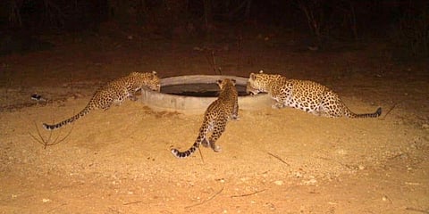 A leap of leopards drink water from tanks inside Kinnerasani Wildlife Sanctuary. (File photo| EPS)